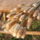 100pcs/set Dried Rabbit Tail Grass Flowers Home Desktop Decorative Eternal FlowersArtificial Plant DIY Bouquets Wedding Party